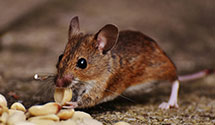 24 Hour & Emergency Exterminators in Genesee Depot, WI